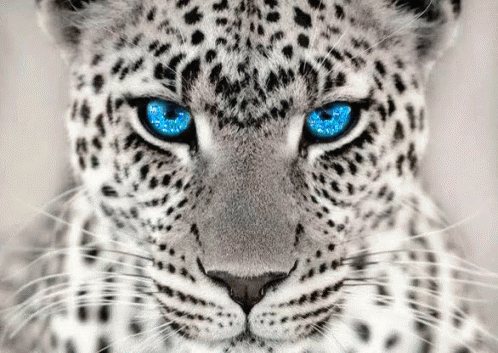 TigerAlbinoGIF